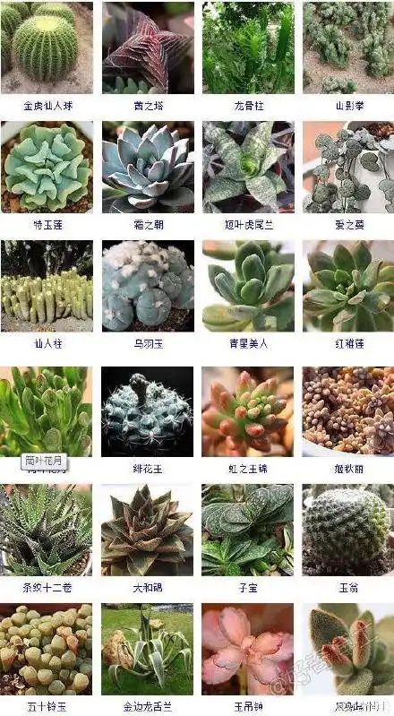 700种多肉植物图鉴 所有易养净化空气的多肉植物总汇图片大全