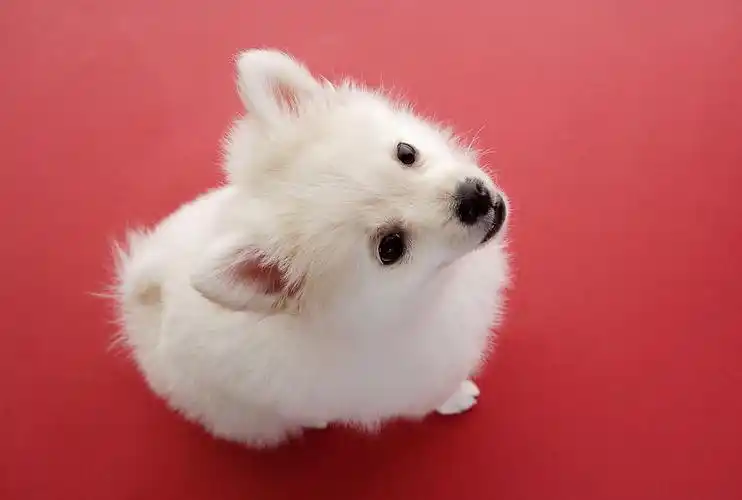 给你的宠物拍张照片吧