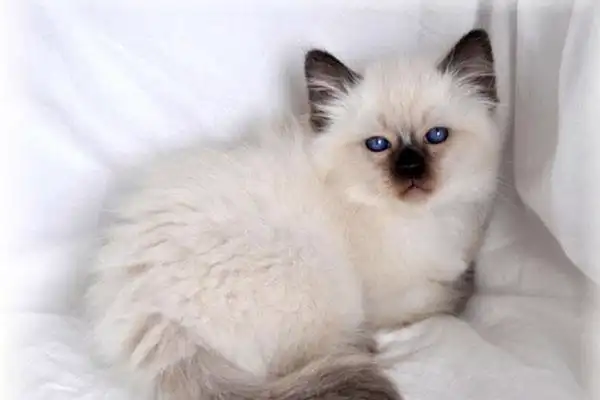 中文名: 红阿比 别名: 兔猫;埃塞俄比亚猫 体型: 中型 毛长: 短毛