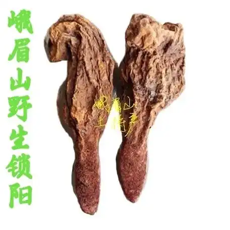 峨眉山野生峨参#人参 #峨眉山#药材  - 抖音