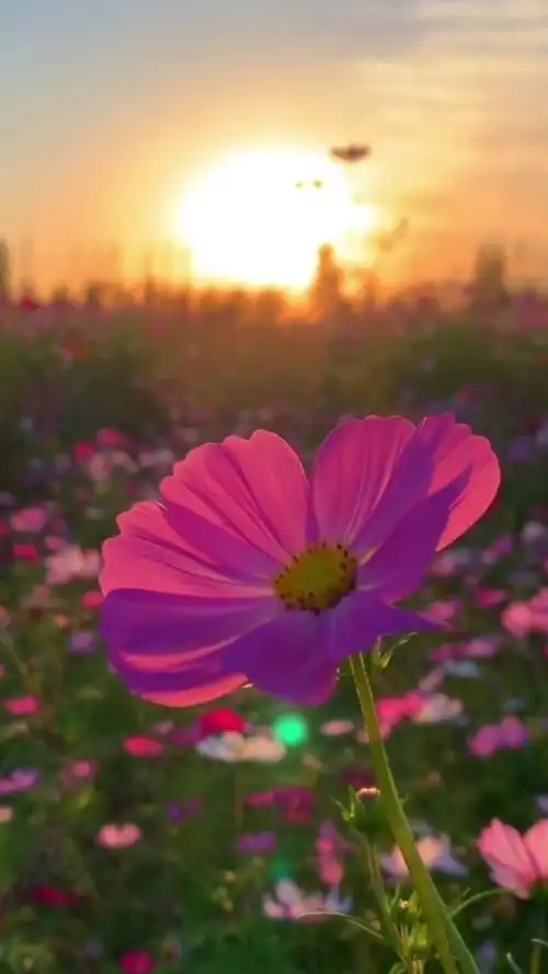 活得平和,才能在心里装下满满的幸福