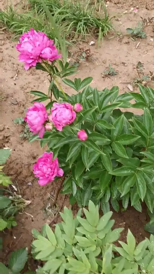 多瓣芍药和药用芍药的差距,今年秋天种的粉丝约起来,一起挑好的品种