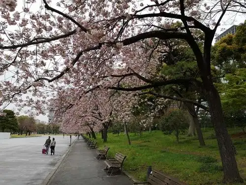 日本东京樱花大道