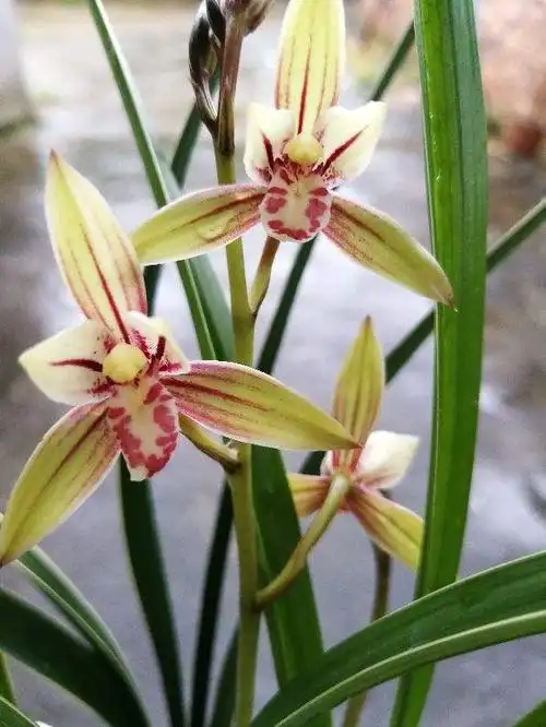 兰花什么时候开花最名贵的10种兰花图片
