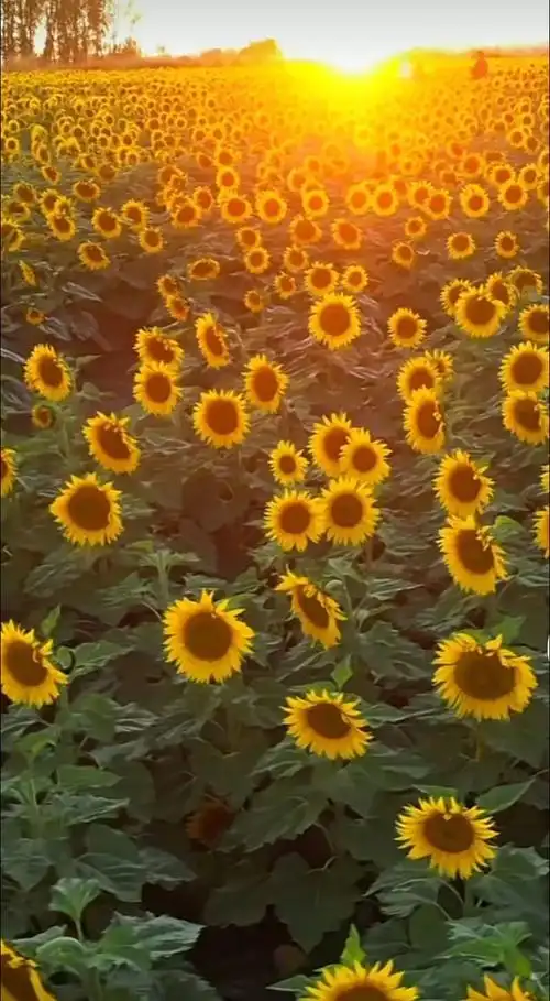 向日葵花语:入目无他人,四下皆是你 有你时,你便是太阳,我目 - 抖音