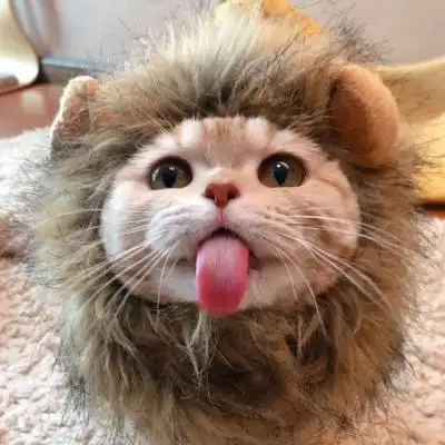 猫咪头像/微信头像/?