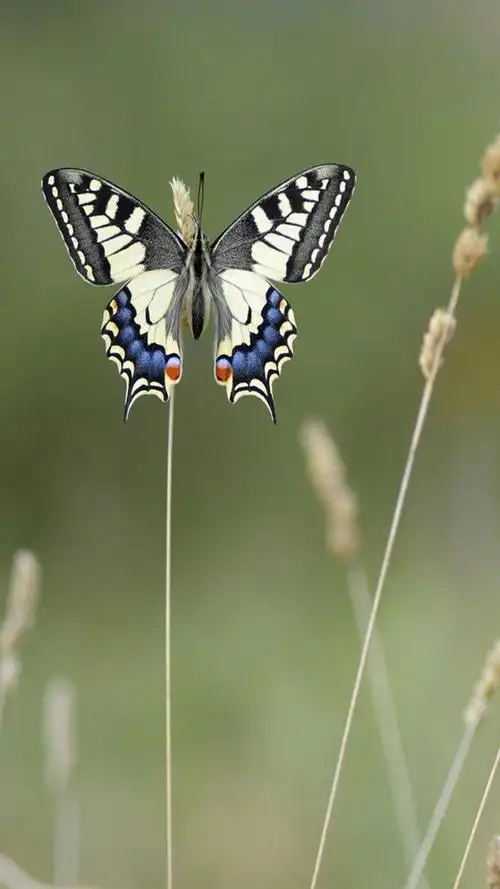 唯美蝴蝶背景图,唯美蝴蝶背景图高清(动物系列~唯美绚丽蝴蝶图片手机