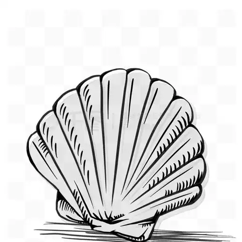 手绘素描贝壳扇贝黑白单色设计元素