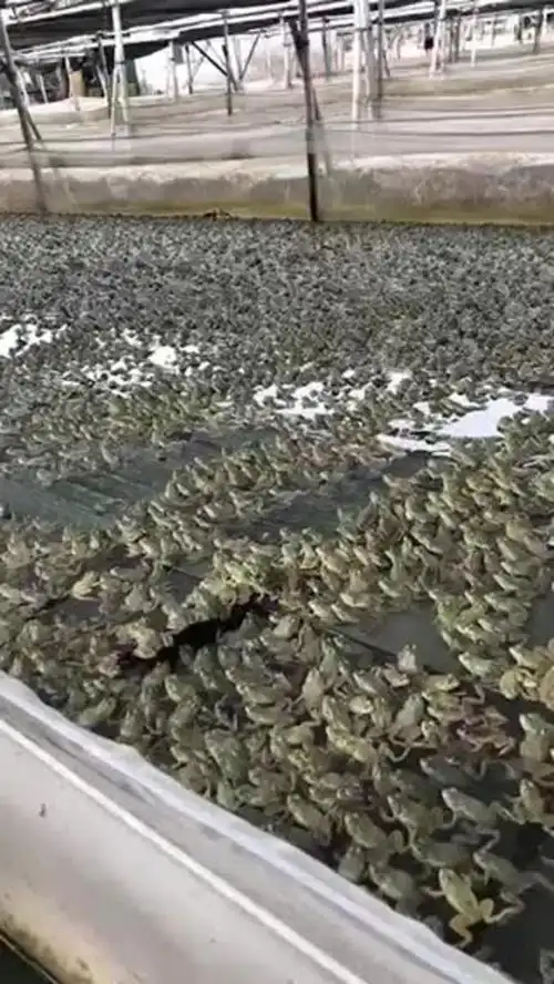 [牛蛙批发]大量批发牛蛙!价格12.00元/斤 - 一亩田