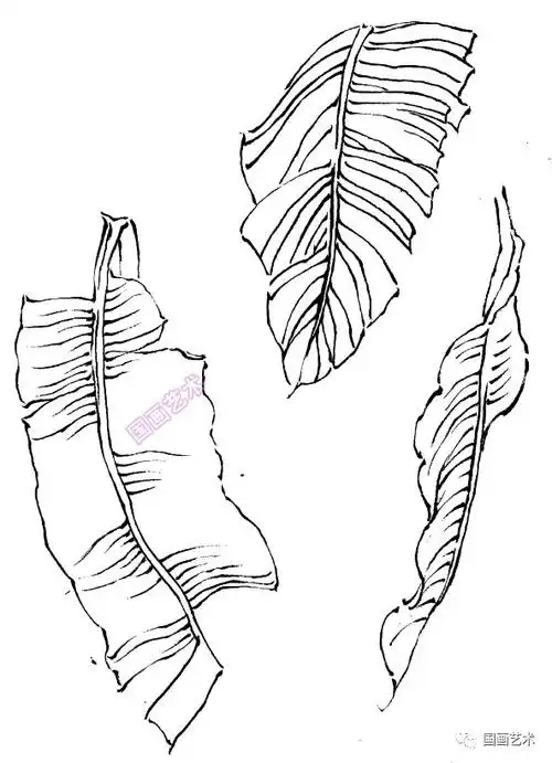 芭蕉叶子的变化