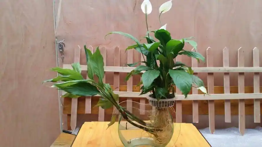 水培花卉(水培花卉用什么水)