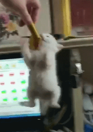 主人用火腿肠钓猫,小猫急得在空中直蹬腿:求你别玩我了