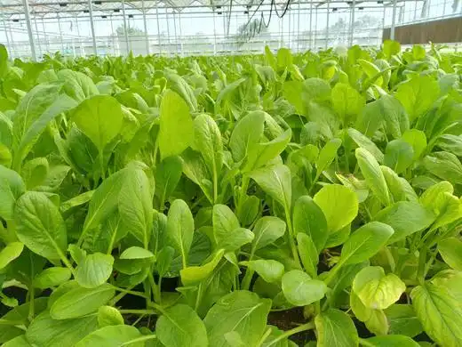 有机质芥菜苗400克包