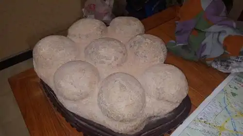 罕见八连体恐龙蛋