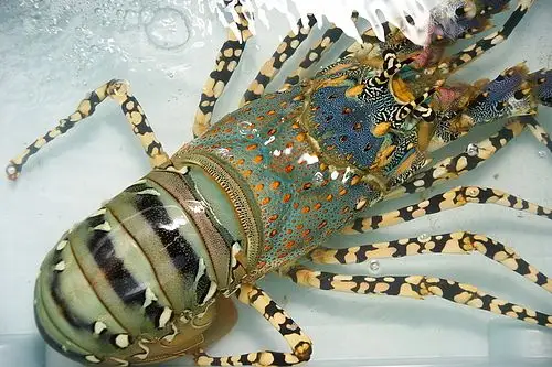 福仔海产店~大龙虾登场