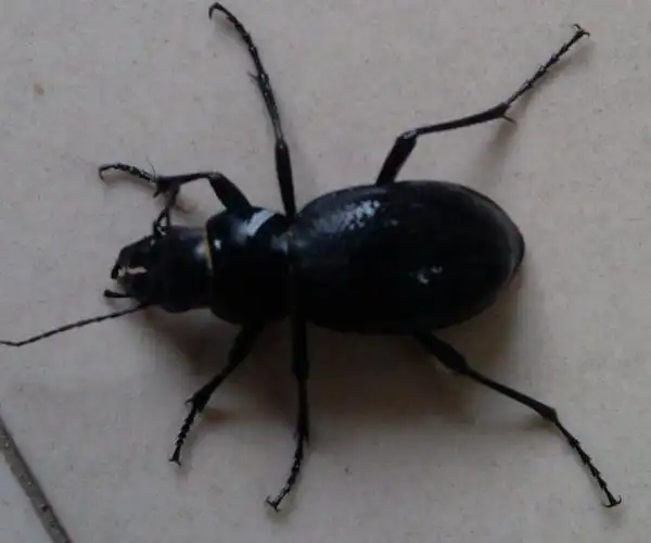 这是什么虫,咬人吗