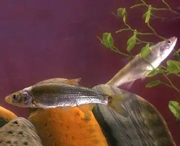 东北雅罗鱼(leuciscus waleckii)