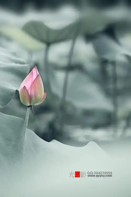 [图片]淡雅清爽—荷花