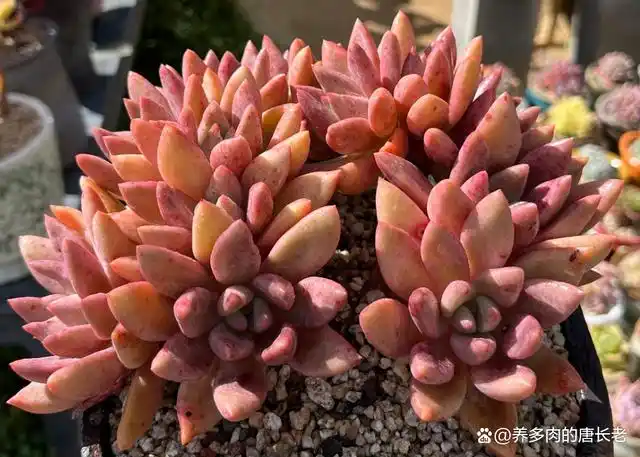 多肉桃花源和红手指,都可以养得又红又胖,但桃花源夏天比冬天美