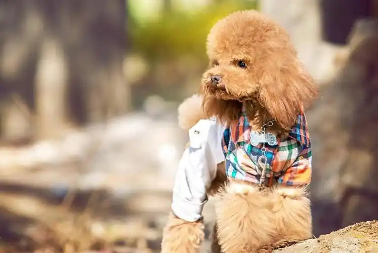 畸形的"爱",茶杯犬背后的心酸,人类的喜爱其实是在害它