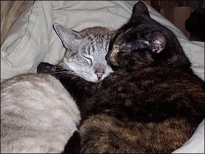 by a local yarn shop in sherman oaks over the weekend to snoop