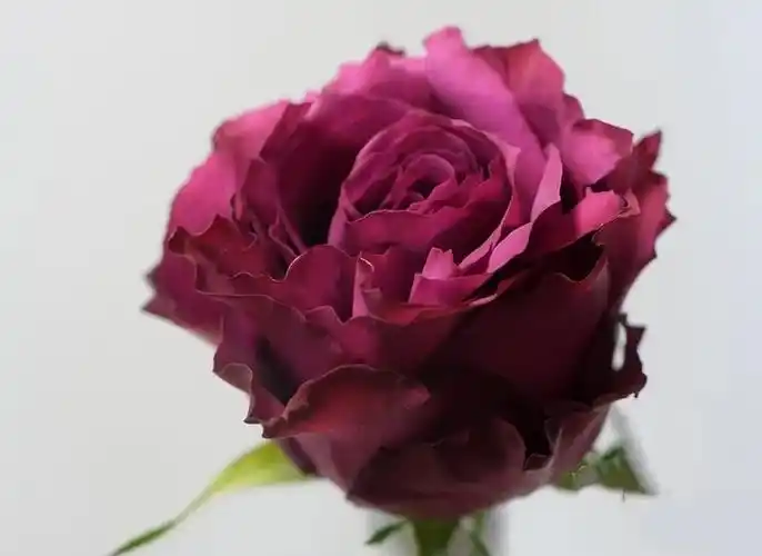 新鲜499元进口肯尼亚玫瑰蓝莓5枝全国顺丰京东包邮