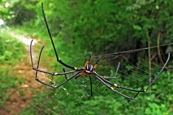 一组斑络新妇毒蜘蛛
