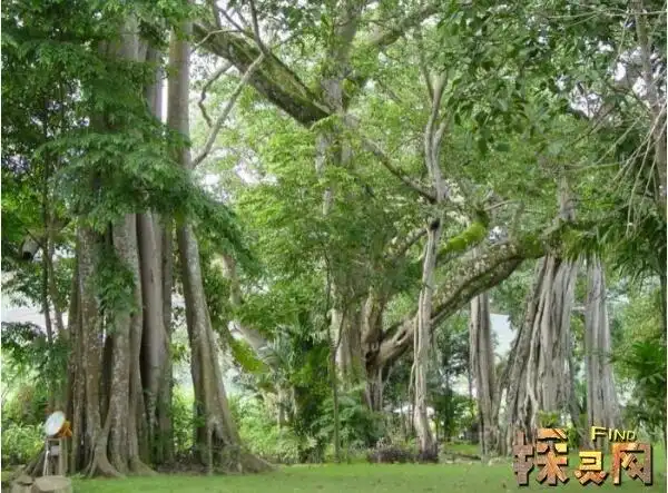 非洲笑树又名哈哈树,微风吹过会哈哈大笑的树(图片)(2) — 探灵网