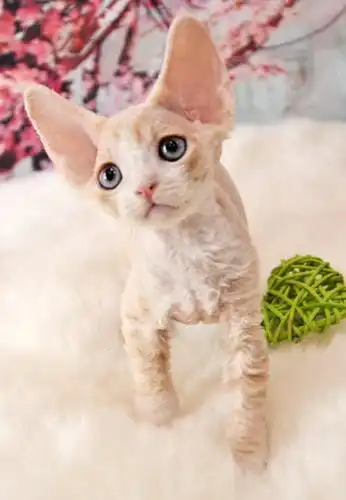 【展示】美少年系的奶油色虎斑德文弟弟