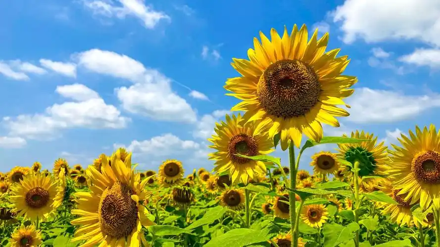 简约北欧小清新唯美大自然风景向日葵横版床头钻石贴钻十字绣代发