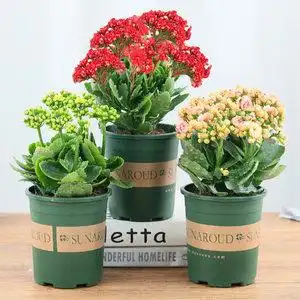 重瓣长寿花盆栽绿植 宫灯长寿花苗带花苞发货 年宵花卉大苗花包邮