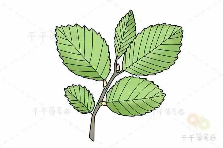 榆树简笔画彩色