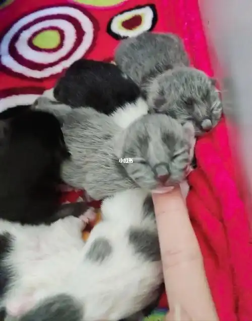 刚出生的一窝英短蓝白色和黑白色