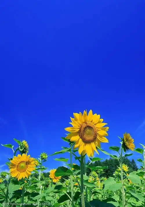 关键词:蓝天白云 天空 云 自然景观 自然风景 摄影图库 350 jpg