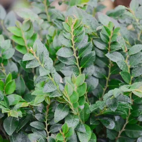 盆景紫檀室内办公室办公桌乔迁开张送礼绿植