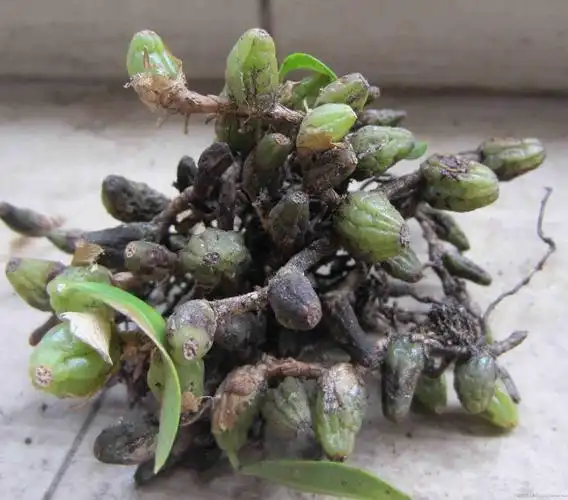 南山石头顶上的奇草石虾