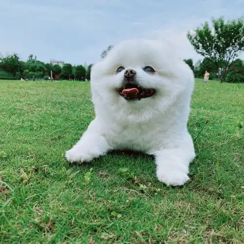 小狗治愈一切不可爱