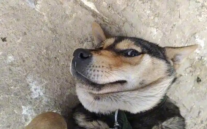 第一次去表姑的养殖场,狗子和我初次见面就躺地,画面太搞笑了