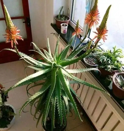 木立芦荟是家庭必备花卉,它观赏价值不高,但药用价值极好