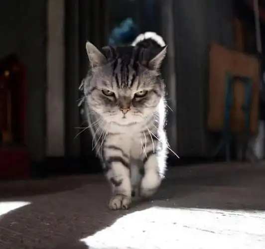 猫咪走路霸气侧漏,是整条街最霸气的仔了,网友:社会我浩南哥!