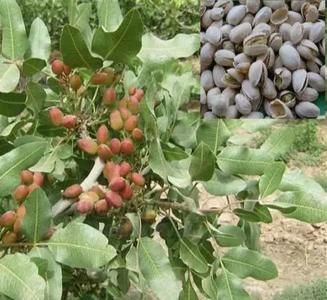 开心果树长什么样(开心果树长什么样几年结果)