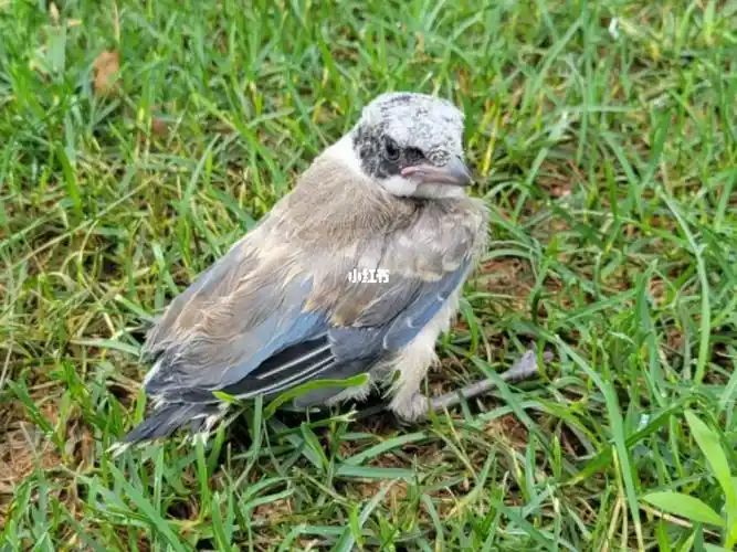 捡到灰喜鹊幼鸟怎么办