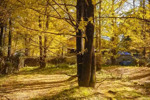 点燃夏日文旅#保山,这座位于云南省的美丽城市,以其丰富的旅游资源和