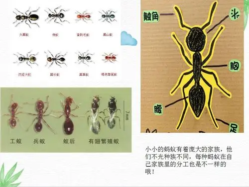 蚂蚁的种类