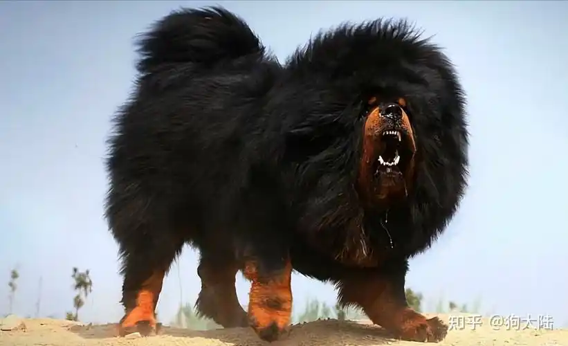 最凶狠的4种狗和最温柔的4种狗有你在养的吗