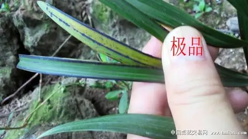 浓香春兰【货真价实黑稿线艺】【原生态】 - 中国兰花交易网