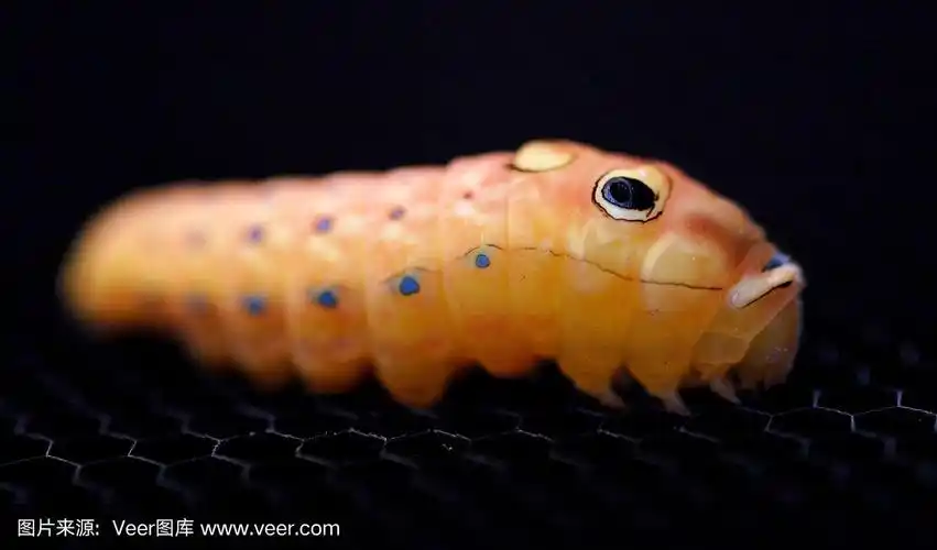 橙色幼虫蝶蛾(大型)