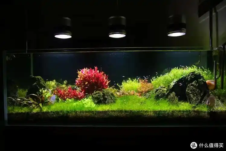 荷兰草缸造景心得|荷兰草缸都要什么水草_什么值得买