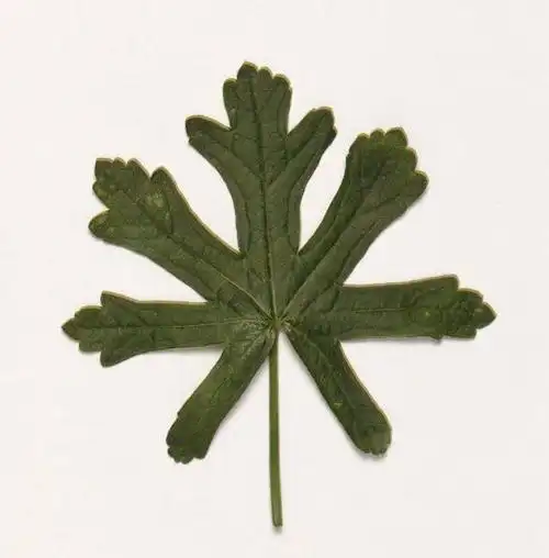 还有各种植物,它们都以轴对称的方式呈现.