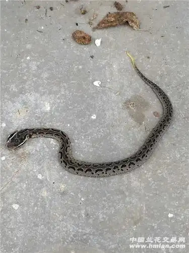 兰园惊现土鬼蛇